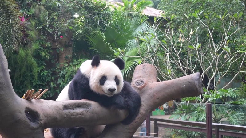 Exploring the Adorable World of Hainan Pandas Exploring_the_Adorable_World_of_Hainan_Pandas video poster