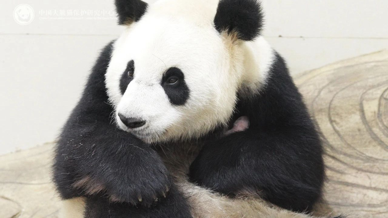 First Giant Panda Cub of 2025 Born at Sichuan Conservation Base First_Giant_Panda_Cub_of_2025_Born_at_Sichuan_Conservation_Base