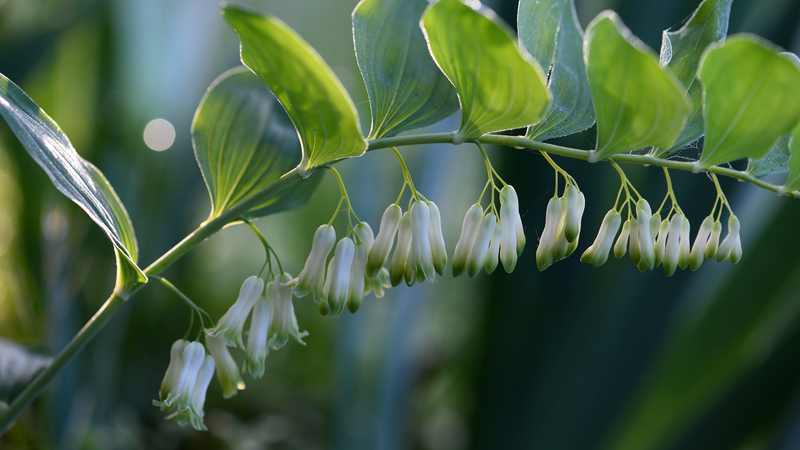 Fujian’s Forest Wealth Blooms with Green Finance Fujian_s_Forest_Wealth_Blooms_with_Green_Finance