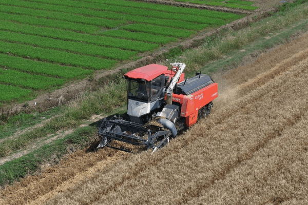 Mangzhong Buzz: China’s Vibrant Grain in Ear Season Mangzhong Buzz: China’s Vibrant Grain in Ear Season