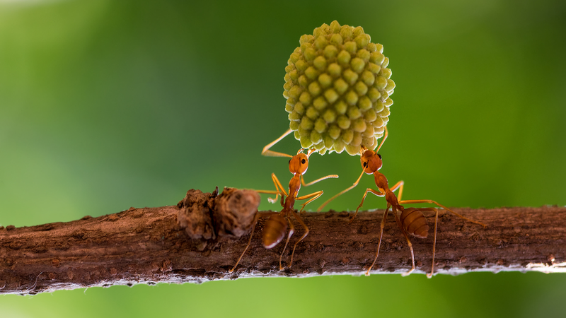 Genetic Breakthrough Uncovers Secrets Behind Ant Evolution Genetic_Breakthrough_Uncovers_Secrets_Behind_Ant_Evolution