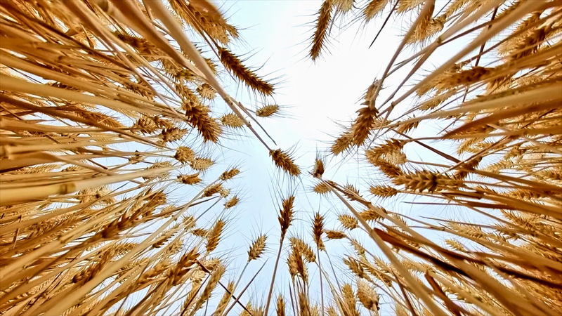 Golden Waves: China’s Winter Wheat Harvest Takes Flight Golden_Waves__China_s_Winter_Wheat_Harvest_Takes_Flight video poster