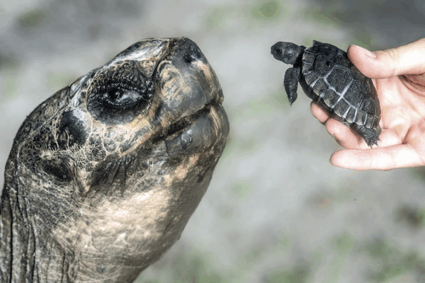 Goliath the Tortoise Celebrates 135th Birthday & First Father’s Day Goliath_the_Tortoise_Celebrates_135th_Birthday___First_Father_s_Day