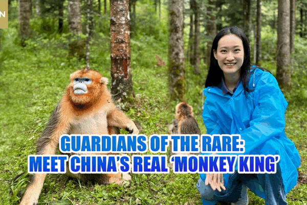 Guardians of the Rare: Meet the Real Monkey King of Shennongjia Guardians_of_the_Rare__Meet_the_Real_Monkey_King_of_Shennongjia video poster