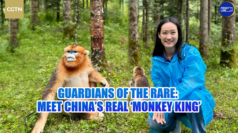 Guardians_of_the_Rare__Meet_the_Real_Monkey_King_of_Shennongjia_poster - News for amigos, by amigos Guardians_of_the_Rare__Meet_the_Real_Monkey_King_of_Shennongjia video poster