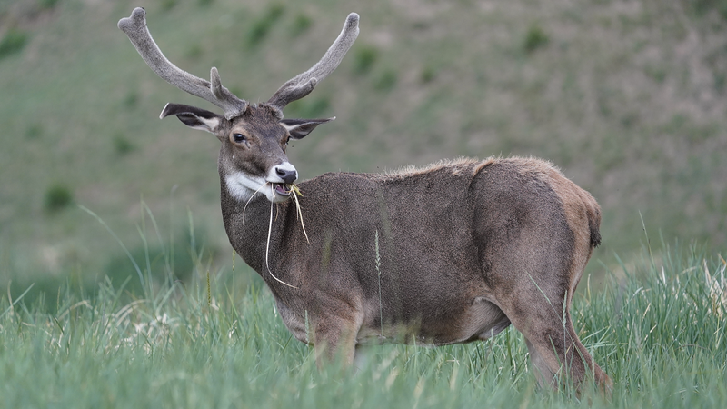 Gut_Microbes_Fuel_Cervid_Survival_on_the_Roof_of_the_World - News for amigos, by amigos Gut_Microbes_Fuel_Cervid_Survival_on_the_Roof_of_the_World