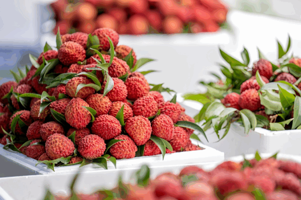 Haikou’s Volcanic Lychee King Sweetens Rural Revival Haikou_s_Volcanic_Lychee_King_Sweetens_Rural_Revival