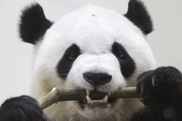 Heartfelt Farewell: Giant Pandas Journey from Japan to China Heartfelt_Farewell__Giant_Pandas_Journey_from_Japan_to_China
