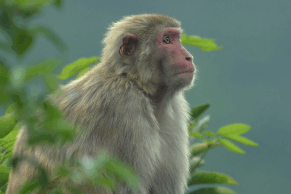 Hong Kong’s Urban Oasis: Nature Thrives Amid the Skyline Hong_Kong_s_Urban_Oasis__Nature_Thrives_Amid_the_Skyline