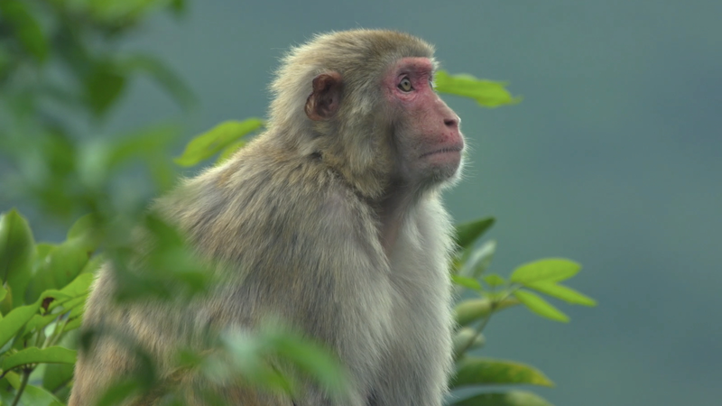 Hong_Kong_s_Urban_Oasis__Nature_Thrives_Amid_the_Skyline-2 - News for amigos, by amigos Hong_Kong_s_Urban_Oasis__Nature_Thrives_Amid_the_Skyline