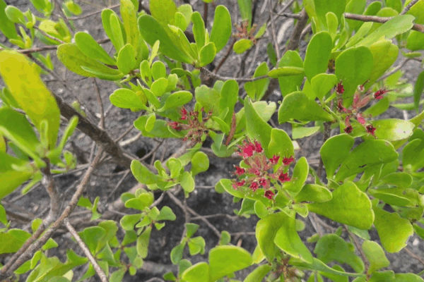 International Day of Tropics: Nature’s Resilience Unveiled International_Day_of_Tropics__Nature_s_Resilience_Unveiled