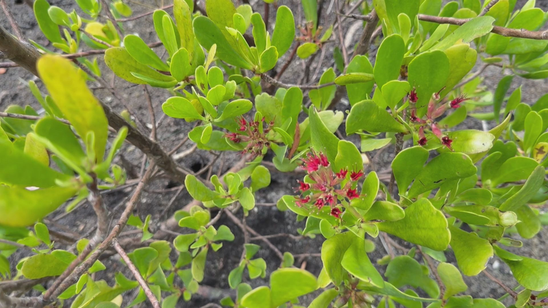 International_Day_of_Tropics__Nature_s_Resilience_Unveiled