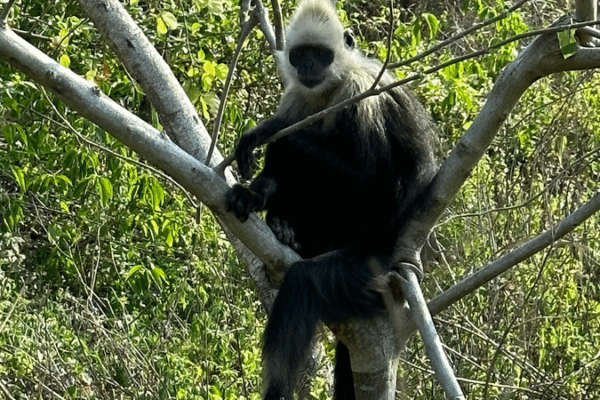 Langur Poop: Clues to Saving an Endangered Species Langur_Poop__Clues_to_Saving_an_Endangered_Species video poster