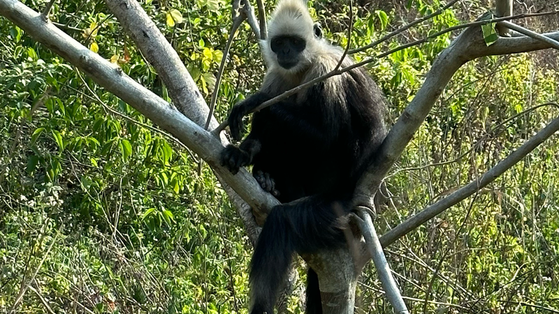 Langur_Poop__Clues_to_Saving_an_Endangered_Species_poster - News for amigos, by amigos Langur_Poop__Clues_to_Saving_an_Endangered_Species video poster