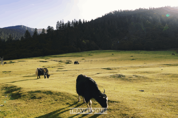 Lulang: Harmony and Rural Revival in Xizang Lulang__Harmony_and_Rural_Revival_in_Xizang