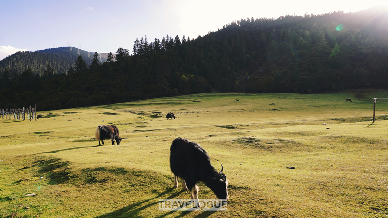 Lulang__Harmony_and_Rural_Revival_in_Xizang