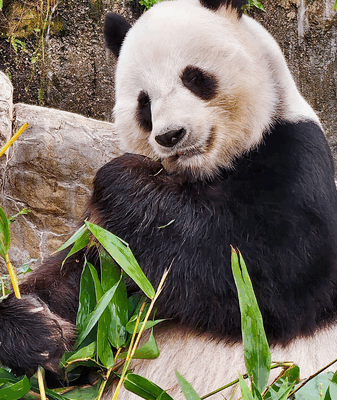 Meet Le Le: Hong Kong’s Foodie Panda Mama Meet_Le_Le__Hong_Kong_s_Foodie_Panda_Mama video poster