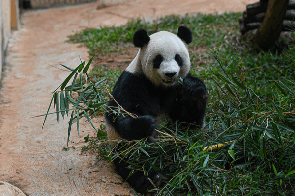 Meet Panda Brothers Gong Gong & Shun Shun in Hainan! Meet_Panda_Brothers_Gong_Gong___Shun_Shun_in_Hainan_ video poster