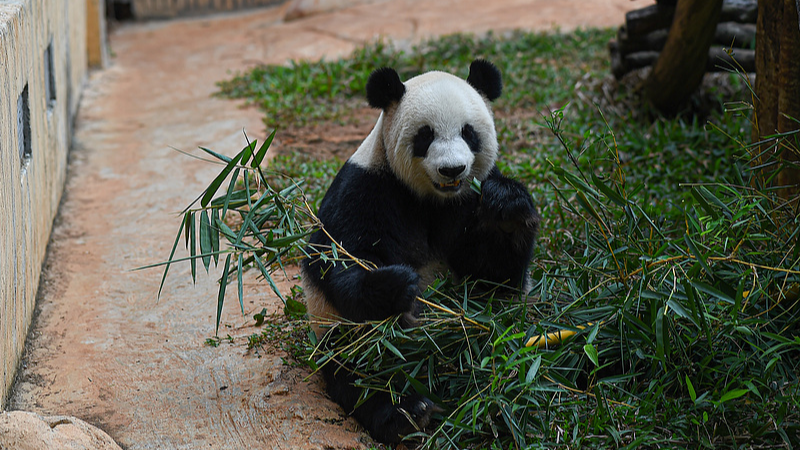 Meet_Panda_Brothers_Gong_Gong___Shun_Shun_in_Hainan__poster - News for amigos, by amigos Meet_Panda_Brothers_Gong_Gong___Shun_Shun_in_Hainan_ video poster