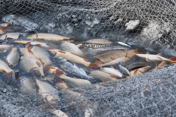 Over One-Third Global Fish Stocks Overfished, FAO Report Reveals! Over_One_Third_Global_Fish_Stocks_Overfished__FAO_Report_Reveals_