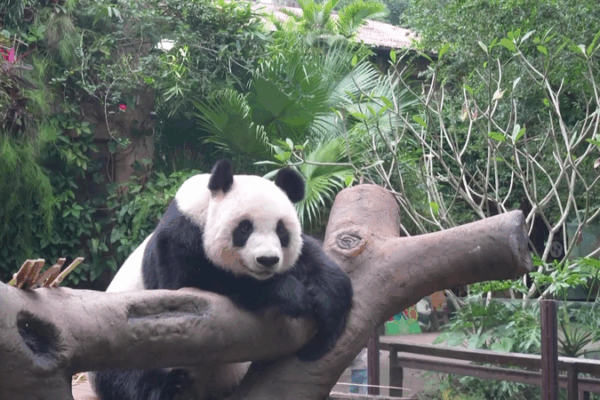 Panda Perfection: Daily Adventures in Hainan Panda_Perfection__Daily_Adventures_in_Hainan video poster
