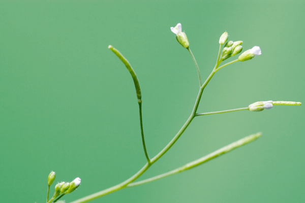 PlantGPT: Pioneering Genomics Q&A System from Chinese Researchers PlantGPT__Pioneering_Genomics_Q_A_System_from_Chinese_Researchers