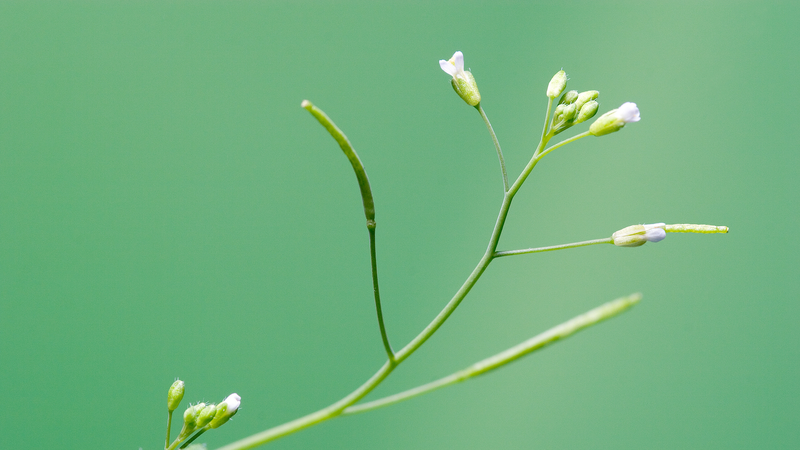 PlantGPT__Pioneering_Genomics_Q_A_System_from_Chinese_Researchers - News for amigos, by amigos PlantGPT__Pioneering_Genomics_Q_A_System_from_Chinese_Researchers