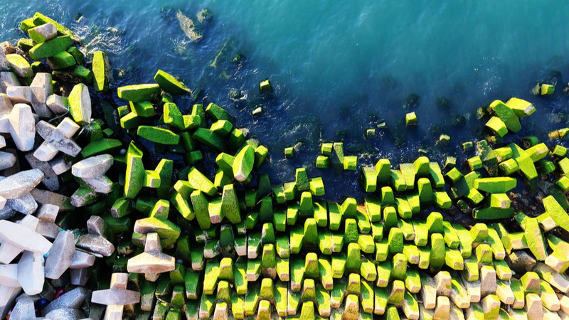 Qingdao_s_Breakwater_Wears_a_Green_Coat_This_Summer - News for amigos, by amigos Qingdao_s_Breakwater_Wears_a_Green_Coat_This_Summer