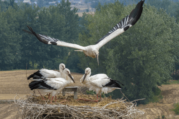 Rare Oriental Storks Nest in Jiangsu’s Ecological Haven Rare_Oriental_Storks_Nest_in_Jiangsu_s_Ecological_Haven