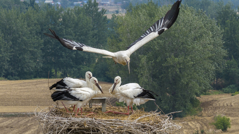 Rare_Oriental_Storks_Nest_in_Jiangsu_s_Ecological_Haven