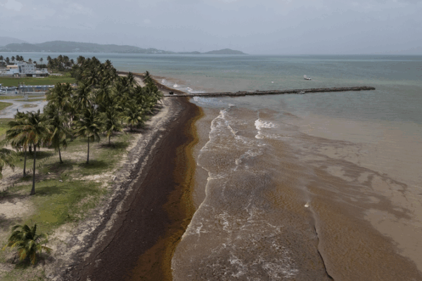Sargassum Overload: Record Seaweed Floods Caribbean Shores Sargassum_Overload__Record_Seaweed_Floods_Caribbean_Shores