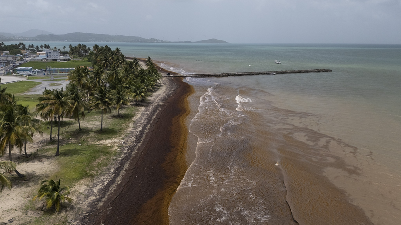 Sargassum_Overload__Record_Seaweed_Floods_Caribbean_Shores - News for amigos, by amigos Sargassum_Overload__Record_Seaweed_Floods_Caribbean_Shores