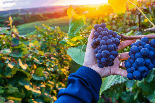 Smart_Tech_Boosts_NW_China_s_Wine_Industry