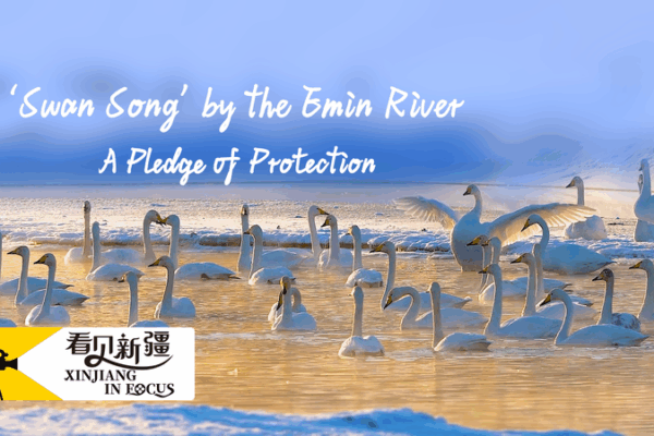 Swan Song: One Man’s Legacy Revives the Emin River Swan_Song__One_Man_s_Legacy_Revives_the_Emin_River video poster