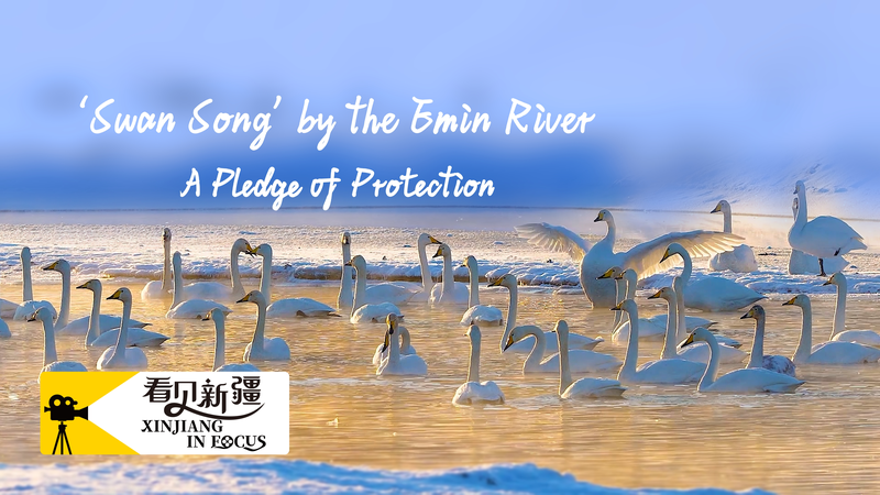 Swan_Song__One_Man_s_Legacy_Revives_the_Emin_River video poster