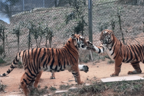 Tiger Slap: When Playful Paws Set Social Boundaries Tiger_Slap__When_Playful_Paws_Set_Social_Boundaries video poster
