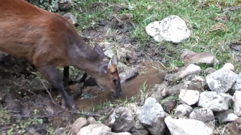 Tiny_Waterhole_Becomes_a_Wildlife_Hotspot_in_Yunnan video poster