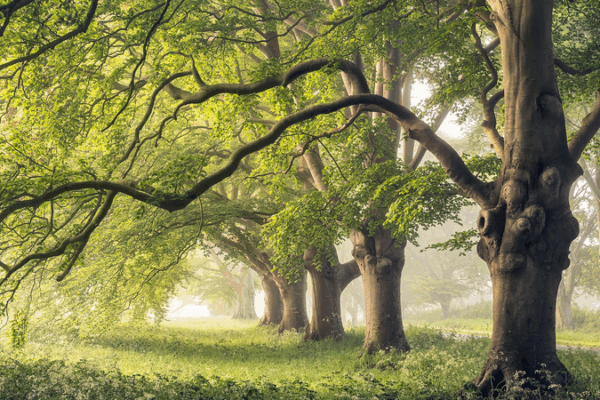Tree Trunk Breathing: A Cool Twist on Climate Predictions! Tree_Trunk_Breathing__A_Cool_Twist_on_Climate_Predictions_