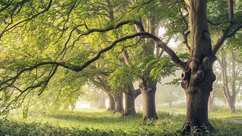 Tree_Trunk_Breathing__A_Cool_Twist_on_Climate_Predictions_ - News for amigos, by amigos Tree_Trunk_Breathing__A_Cool_Twist_on_Climate_Predictions_