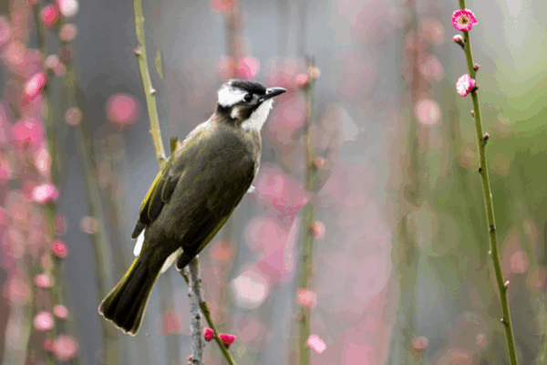 Tropical Bulbul Bond: Heartwarming Incubation Tale Tropical_Bulbul_Bond__Heartwarming_Incubation_Tale video poster
