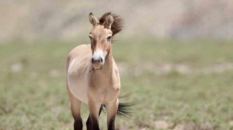 Wild Comeback: Endangered Horses Thrive in Ningxia Wild_Comeback__Endangered_Horses_Thrive_in_Ningxia video poster