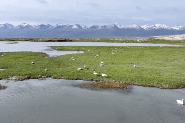 Wild Swan Spectacle in Xinjiang’s Bayinbuluk Wild_Swan_Spectacle_in_Xinjiang_s_Bayinbuluk video poster