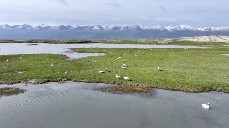 Wild_Swan_Spectacle_in_Xinjiang_s_Bayinbuluk_poster - News for amigos, by amigos Wild_Swan_Spectacle_in_Xinjiang_s_Bayinbuluk video poster