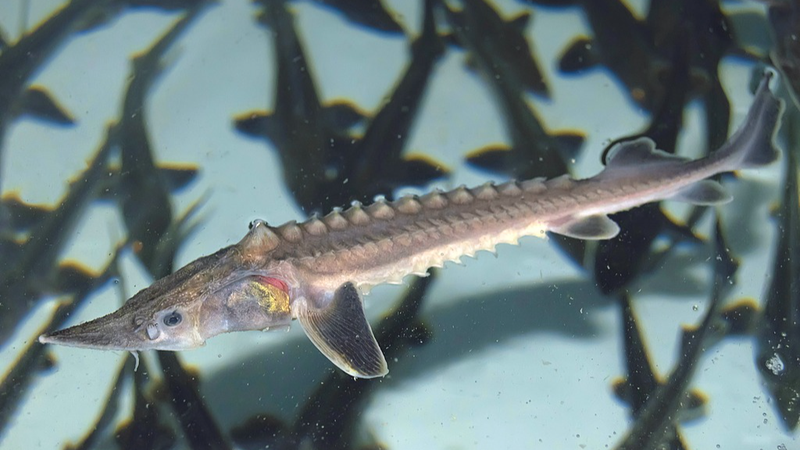 Wild Yangtze Sturgeon Reproduction Sparks Conservation Hope Wild_Yangtze_Sturgeon_Reproduction_Sparks_Conservation_Hope