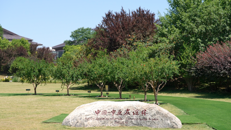 Xi_an_Pomegranate_Trees__Blossoming_Unity_with_Central_Asia video poster