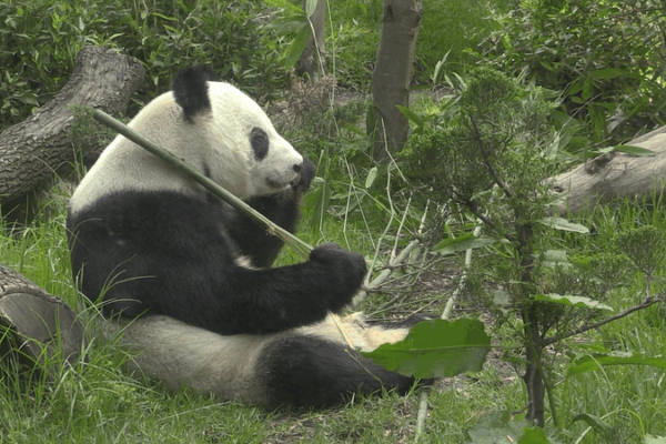 Xin Xin: Mexico’s Beloved Giant Panda at 35! Xin_Xin__Mexico_s_Beloved_Giant_Panda_at_35_ video poster