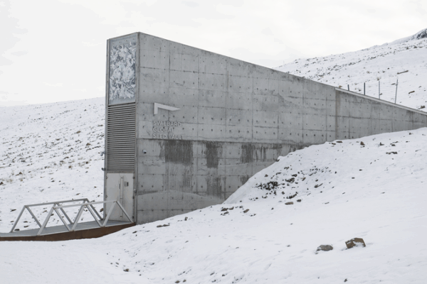 11K+ Seed Samples Boost Svalbard Vault’s Crop Diversity 11K+ Seed Samples Boost Svalbard Vault’s Crop Diversity