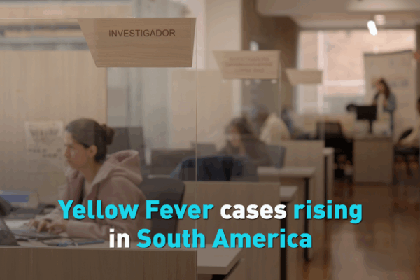 Yellow Fever Surge in South America: Stay Safe! Yellow_Fever_Surge_in_South_America__Stay_Safe_ video poster