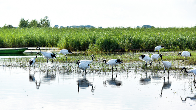 Zhalong Nature Preserve: A Bird Lover’s Paradise Zhalong_Nature_Preserve__A_Bird_Lover_s_Paradise