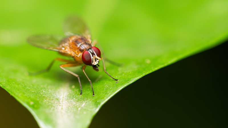 3D_Atlas_Unlocks_Fruit_Fly_Mysteries__A_Breakthrough_in_Biology - News for amigos, by amigos 3D_Atlas_Unlocks_Fruit_Fly_Mysteries__A_Breakthrough_in_Biology